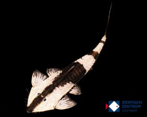 Pseudohemiodon sp. chameleon