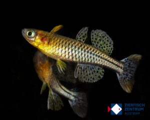 Pseudomugil gertrudae Aru 2