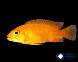 Pseudotropheus saulosi red coral