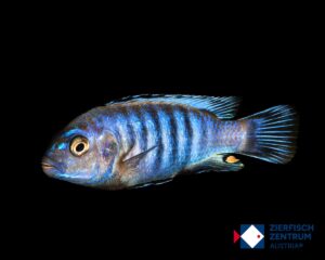 Pseudotropheus socolofi