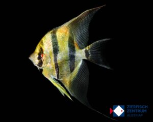 Pterophyllum altum Rio Orinoko