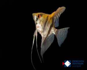 Pterophyllum scalare Nanay