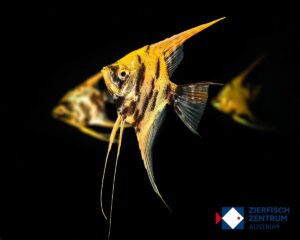 Pterophyllum scalare red devil