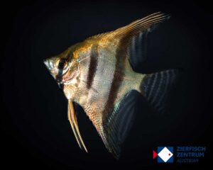 Pterophyllum scalare santa isabel