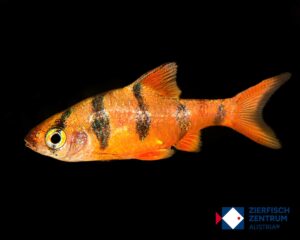 Desmopuntius pentazona