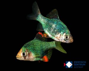 Puntius tetrazona green