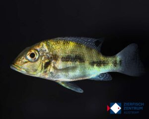 Retroculus acherontos