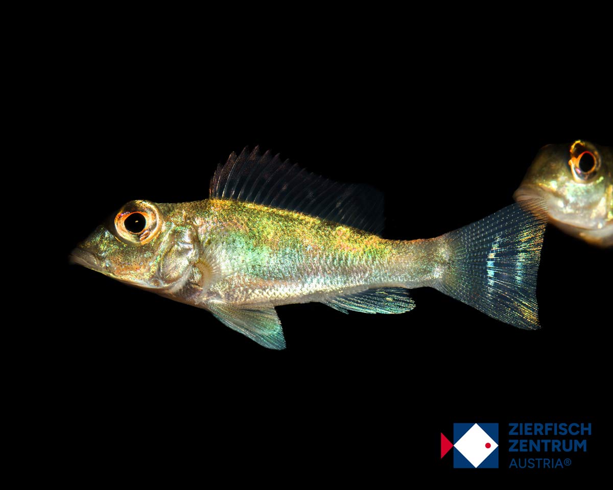 Retroculus xinguensis