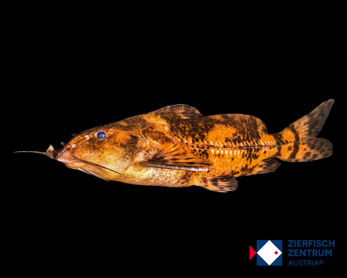 Rhinodoras dorbignyi