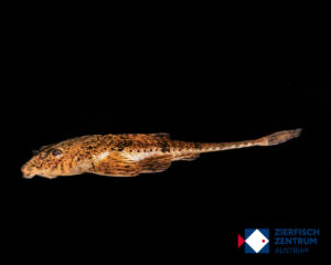 Rineloricaria aurata