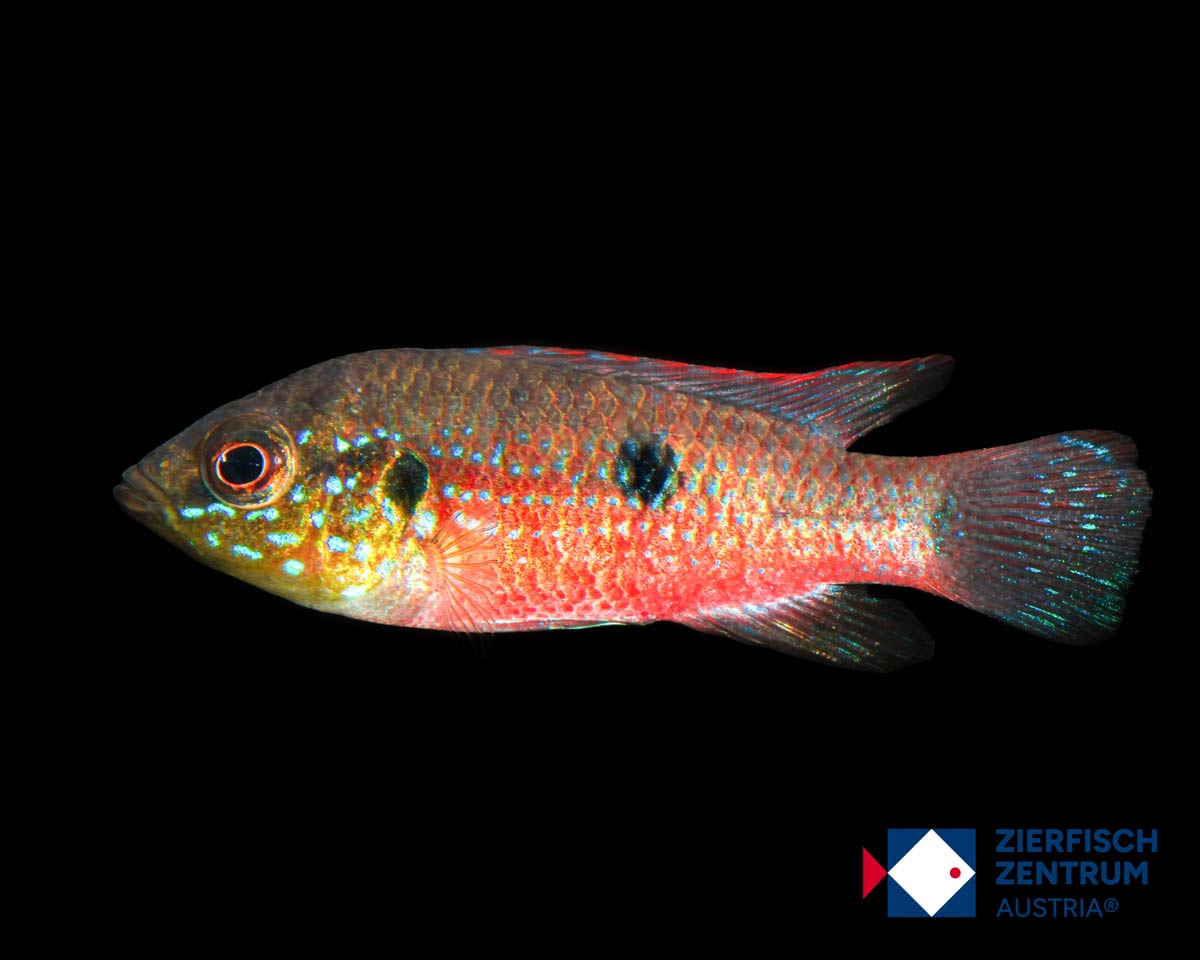 Rubricatochromis stellifer
