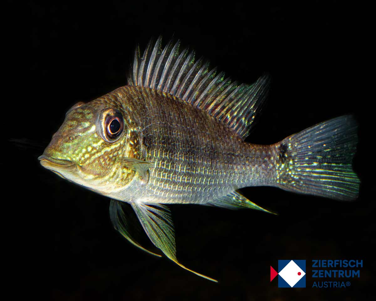 Satanoperca jurupari