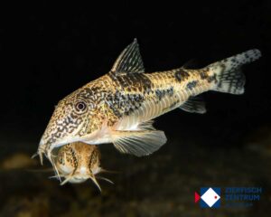 Scleromystax spec CW198