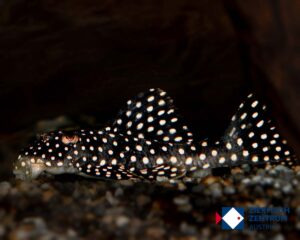 Scobinancistrus sp.'resex do Xingu 1