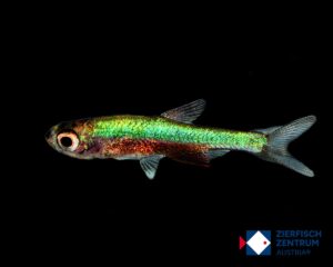 Sundadanio axelrodi blue