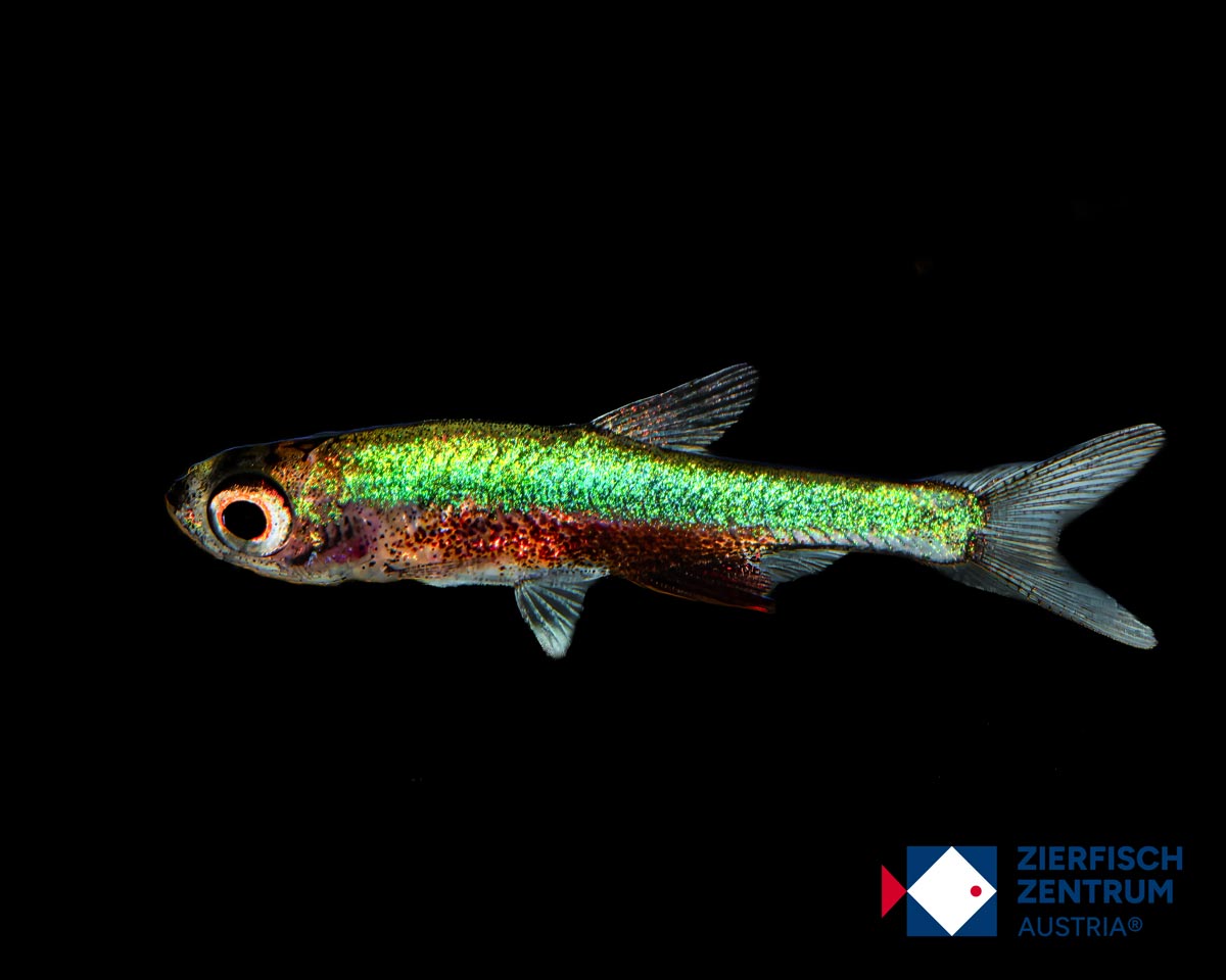 Sundadanio axelrodi blue