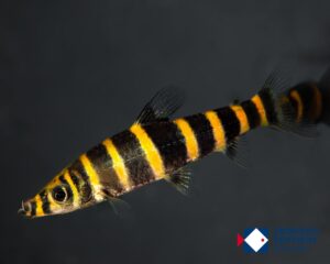 Synaptolaemus latofasciatus