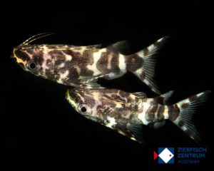 Synodontis cf .nigriventus zebra