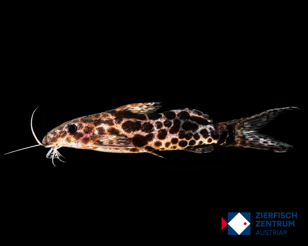Synodontis soloni