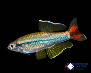 Tanichthys micagemmae