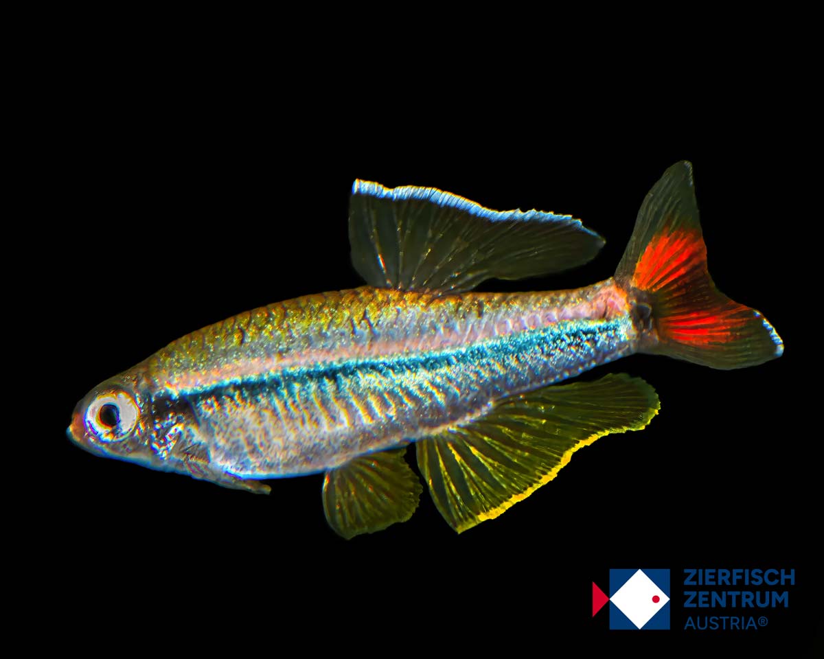 Tanichthys micagemmae