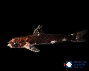 Centromochlus musaica