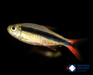 Thayeria spec red fin