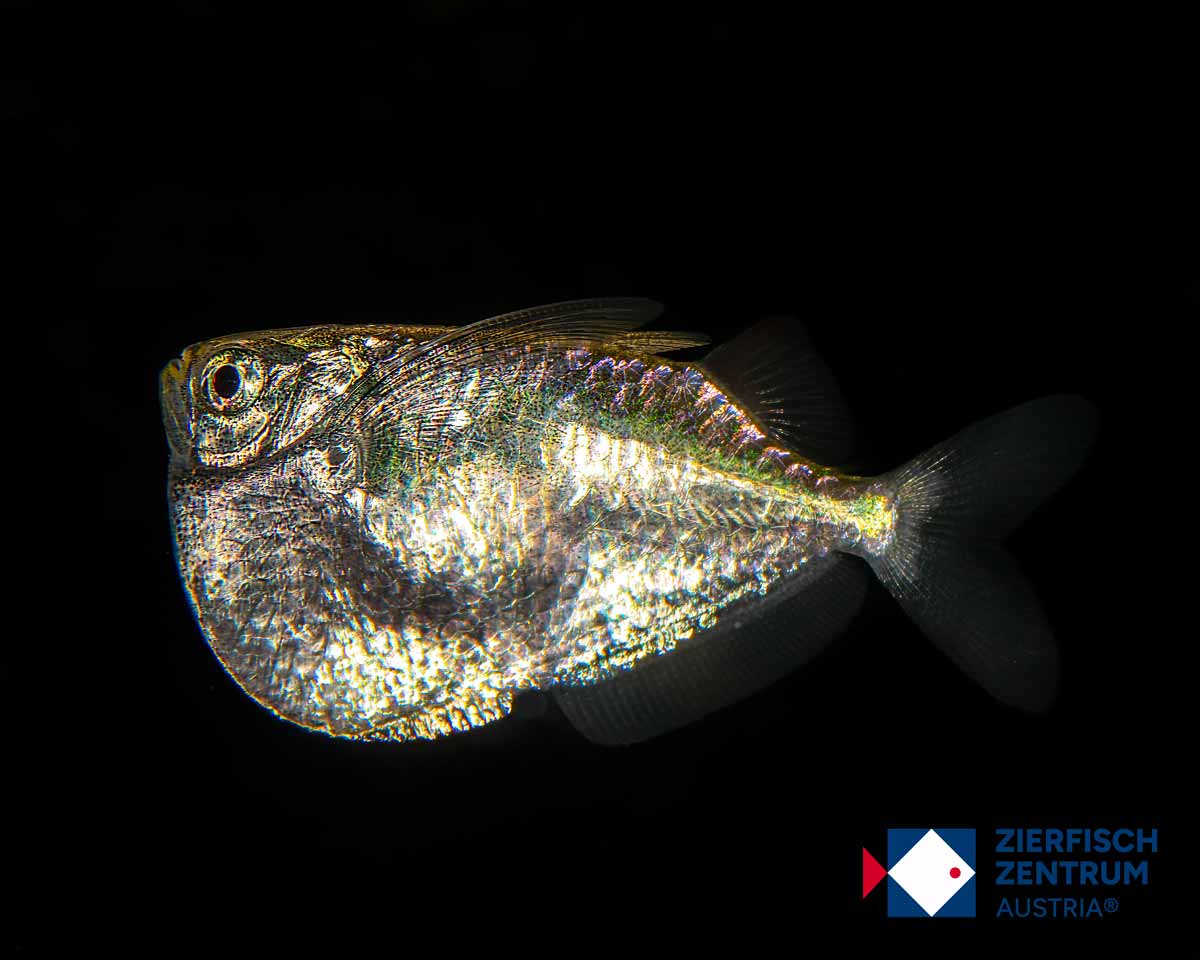 Thoracocharax securis (stellatus)