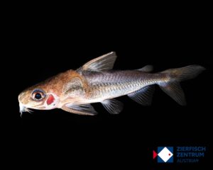 Trachydoras sp. amazonas iquitos