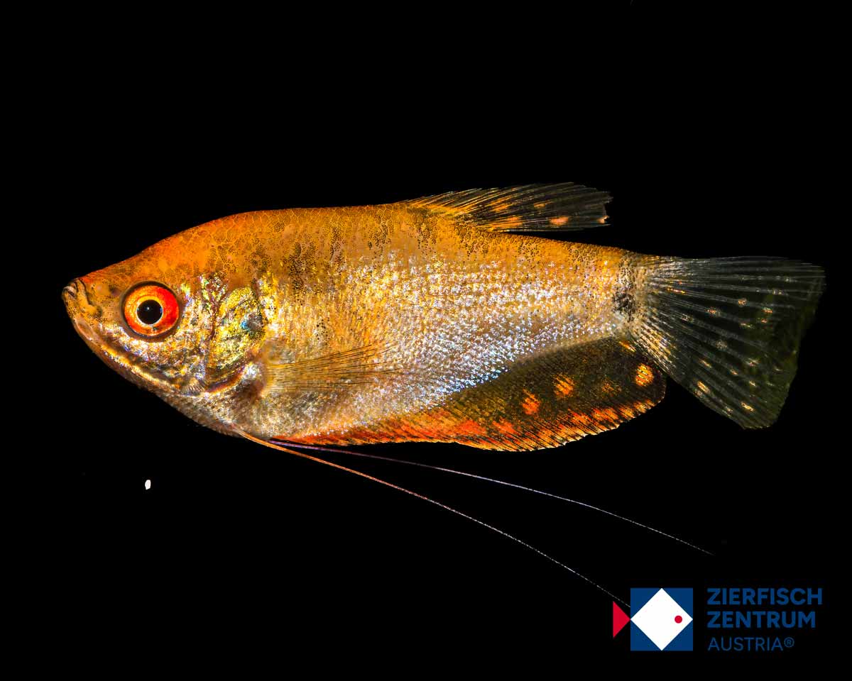 Trichopodus trichopterus gold