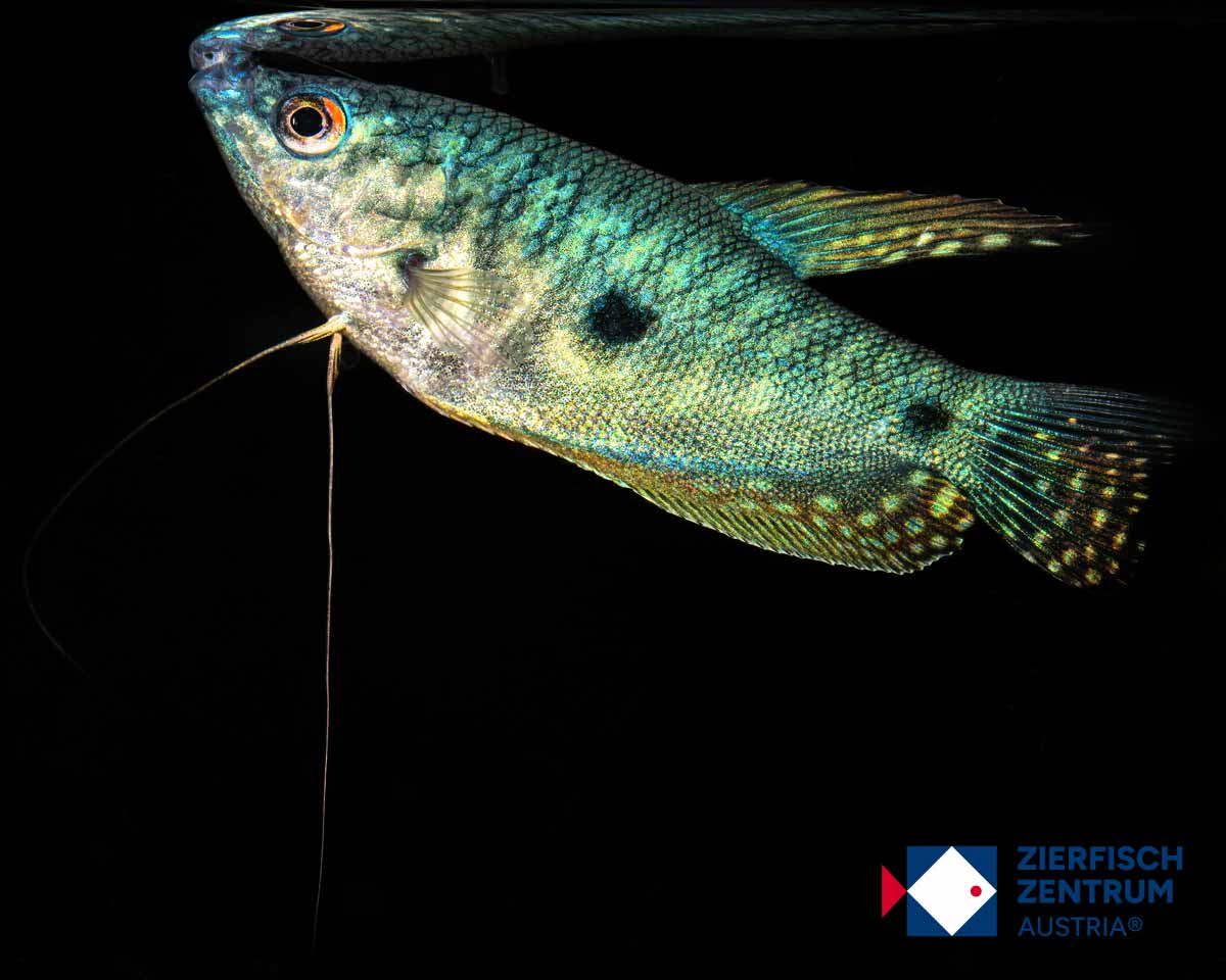 Trichopodus trichopterus blue