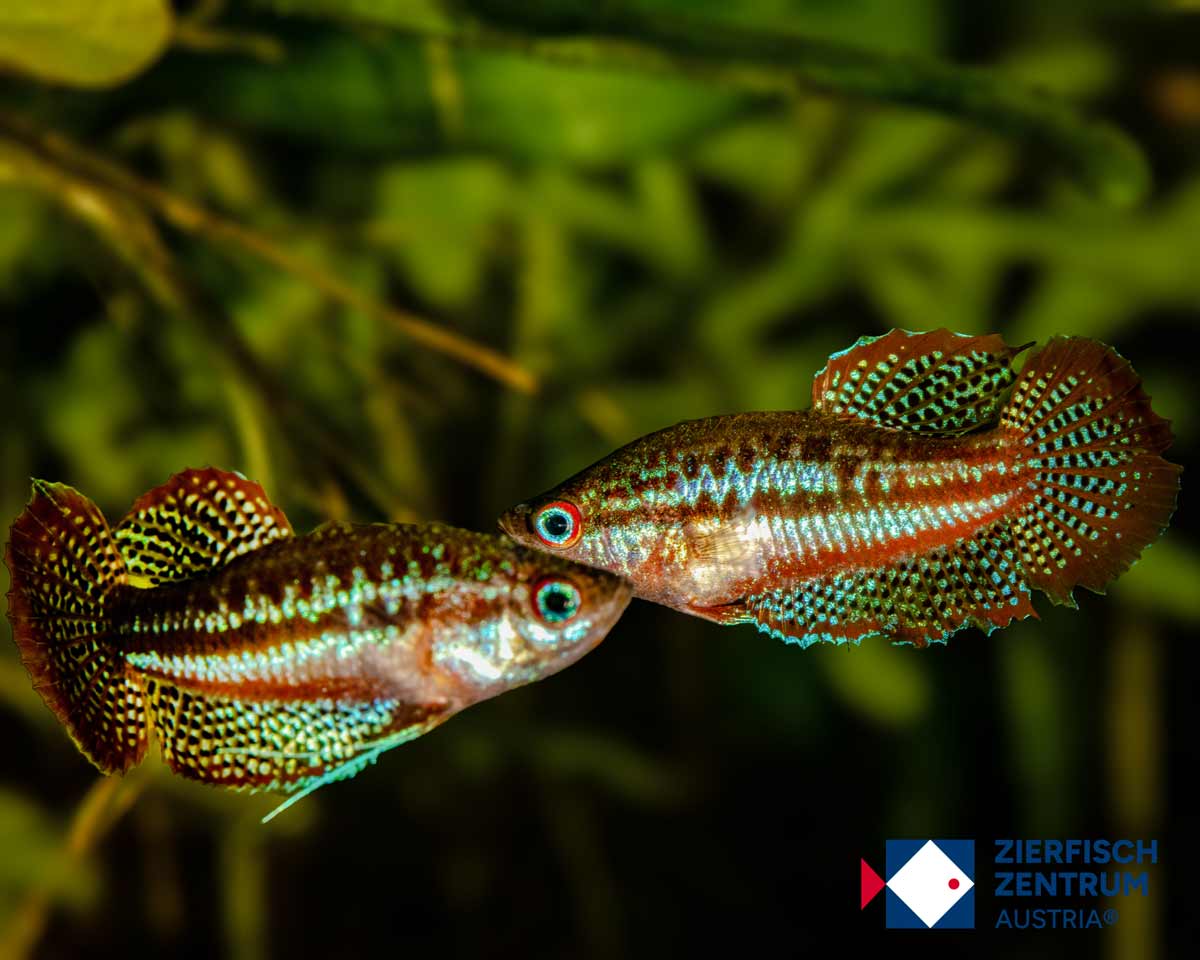 Trichopsis schalleri