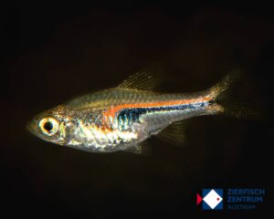 Trigonostigma hengeli