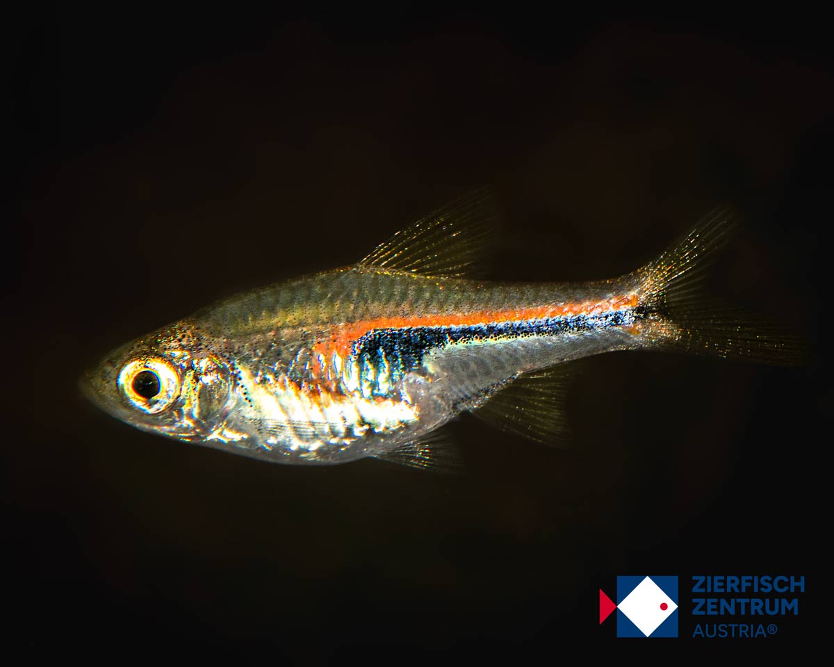 Trigonostigma hengeli