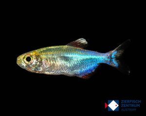 Tyttocharax sp. blue