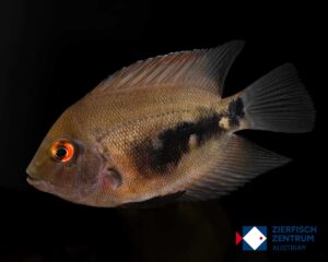 Uaru amphiacanthoides