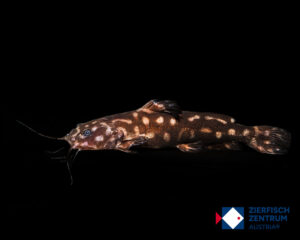 Wertheimeria maculata