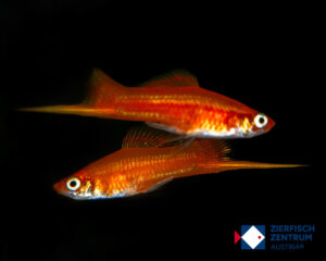Xiphophorus helleri red