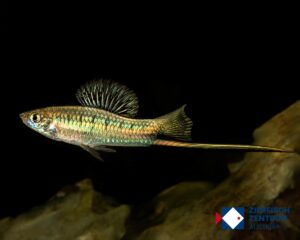 Xiphophorus montezuma