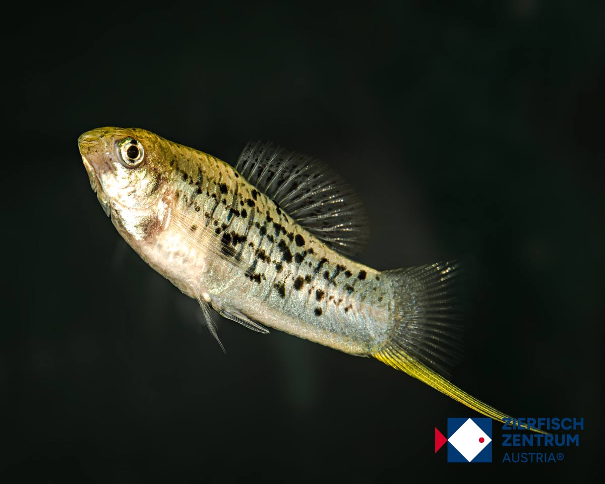 Xiphophorus nezahualcoyotl