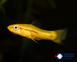 Xiphophorus pygmaeus