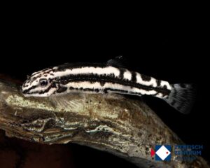 Yaoshania pachychilus Typ 2