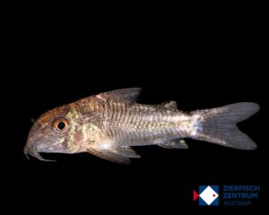 Hoplisoma psamathos CW172