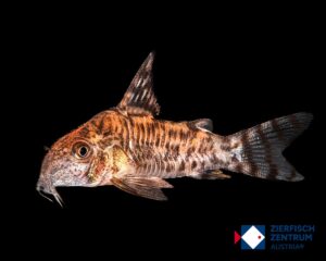 Hoplisoma Hypnos CW173