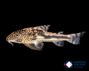 Scleromystax cf. kronei