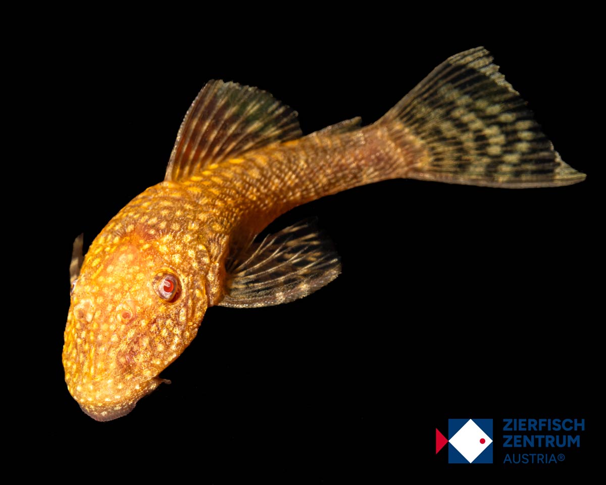 Ancistrus sp. albino