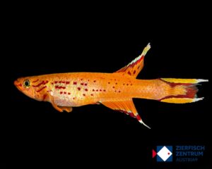 Aphyosemion australe gold