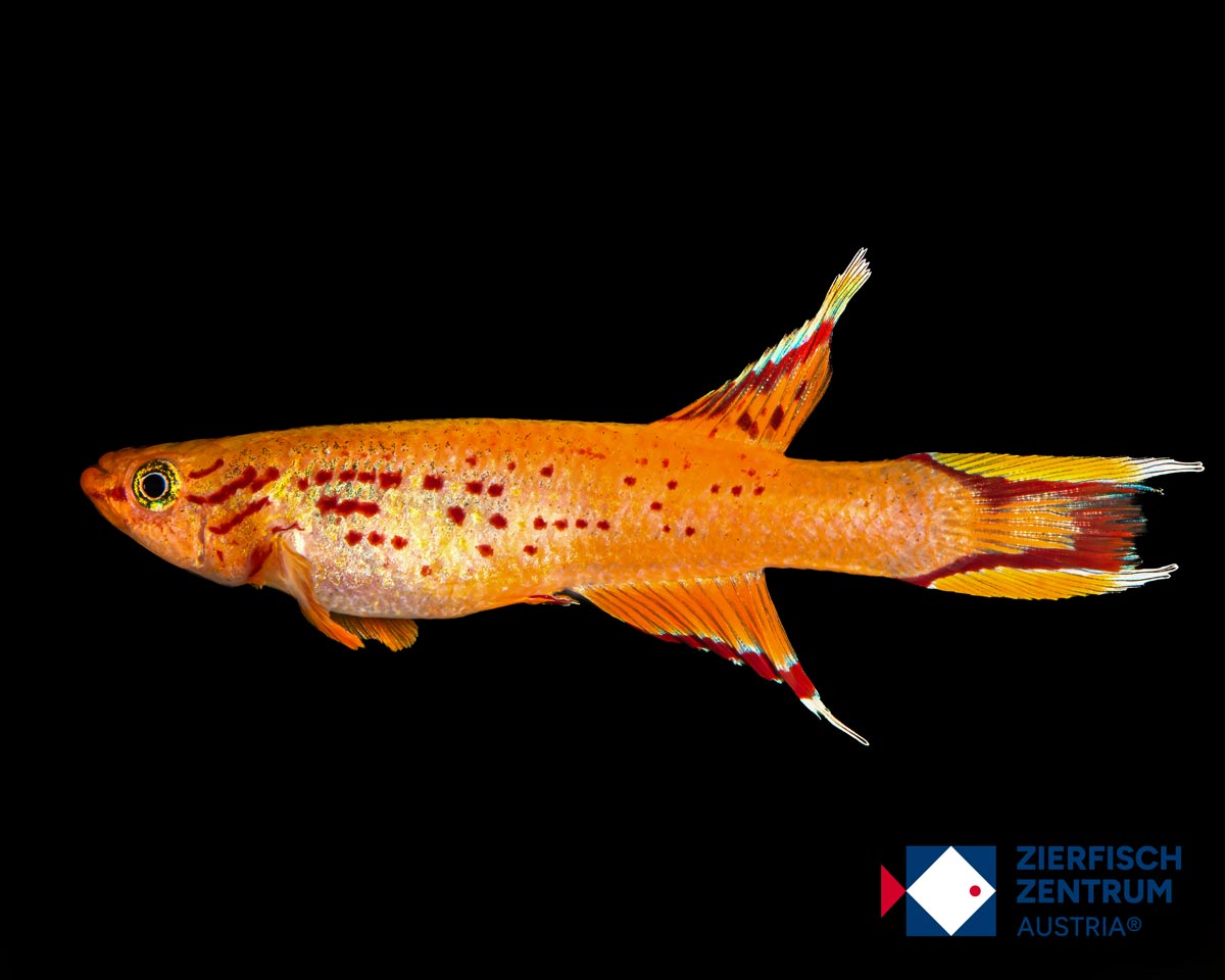 Aphyosemion australe gold