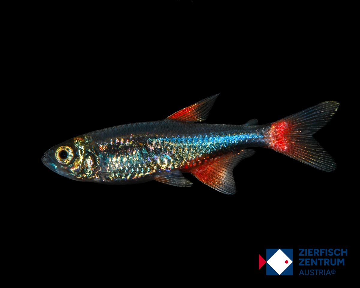 Aphyocharax anisitsi