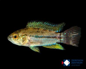 Apistogrammoides pucallpaensis